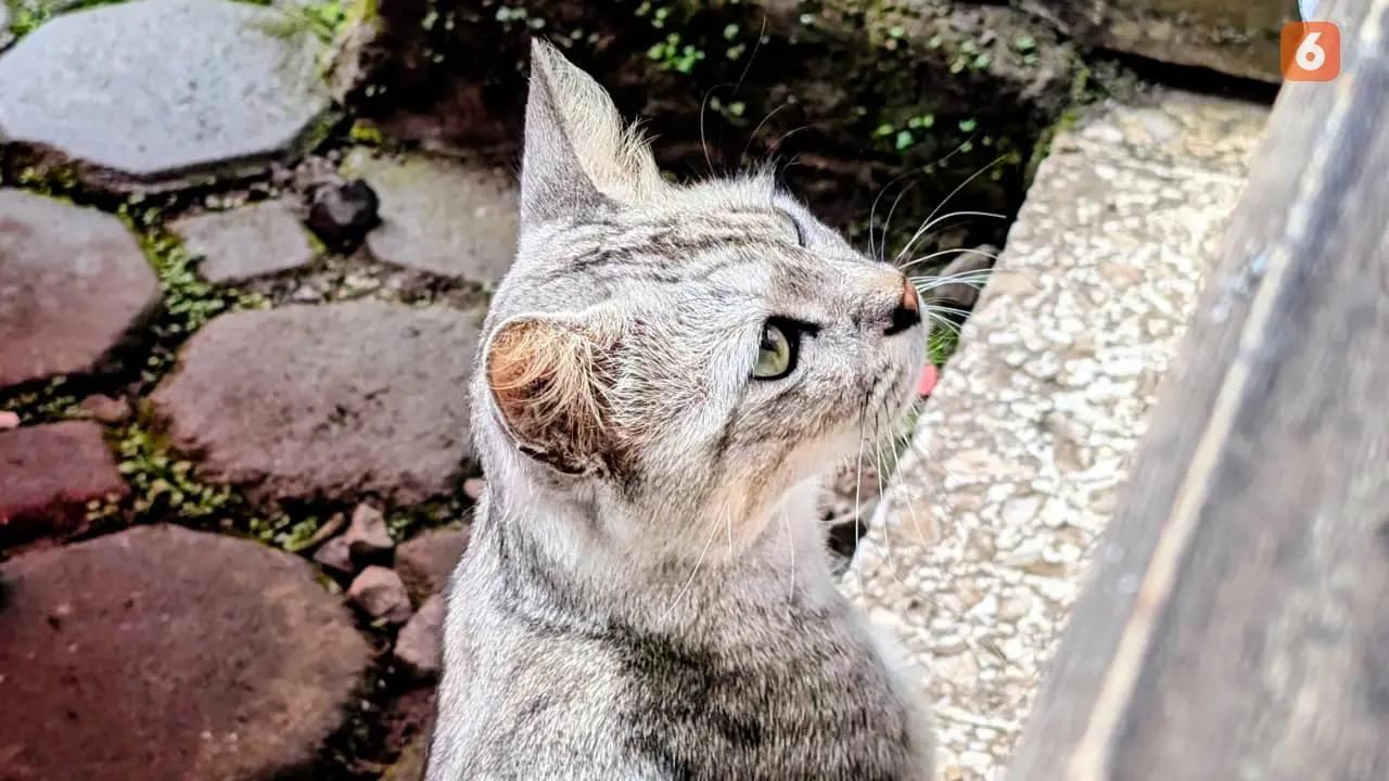 Pelihara Kucing Bikin Mandul, Pakar Patologi Klinik: Mitos!