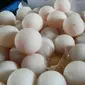 Dari ratusan butir telur penyu yang didagangkan, hanya tersisa 161 butir telur penyu yang berhasil disita BKSDA. (Liputan6.com/Raden AMP)