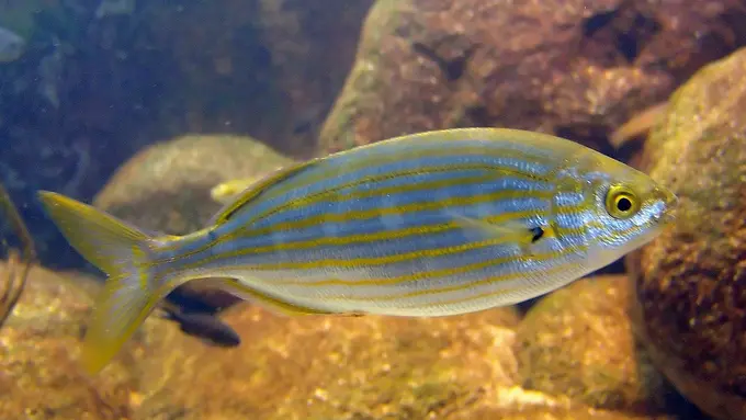 [Bintang] Ikan salema progy