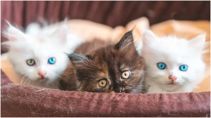 Berbagai Warna Mata pada Kucing, Ada 4 Fakta Unik di Balik Keindahannya