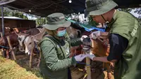 Pastikan Kelayakan dan Kesehatan Hewan Kurban, DKPP Kota Surabaya Sidak Lapak Penjualan