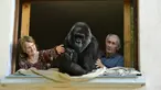 Pasangan suami-istri, Pierre dan Eliane Thivillon bersama gorila mereka, Digit, di Lyon, Prancis , 19 Agustus 2016. Pasangan tersebut telah hidup selama 18 tahun dengan gorila yang mereka adopsi sejak masih bayi itu. (Philippe DESMAZES/AFP)