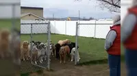 Anjing Cerdik, Baru Keluar Usai Dipanggil Tuannya Satu per Satu