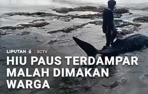 Hiu Paus Terdampar, Malah Dimakan Warga