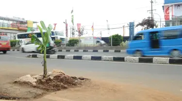 Sebuah lubang bekas galian ditanami pohon pisang di pinggir Jalan Raya Margonda, Depok, Senin (4/3/2019). Aksi tanam pohon pisang itu sebagai protes warga akibat banyaknya lubang galian di Jalan Margonda. (Liputan6.com/Herman Zakharia)