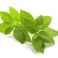 Sejuta Manfaat Daun Mint untuk Kesehatan Saluran Pernapasan