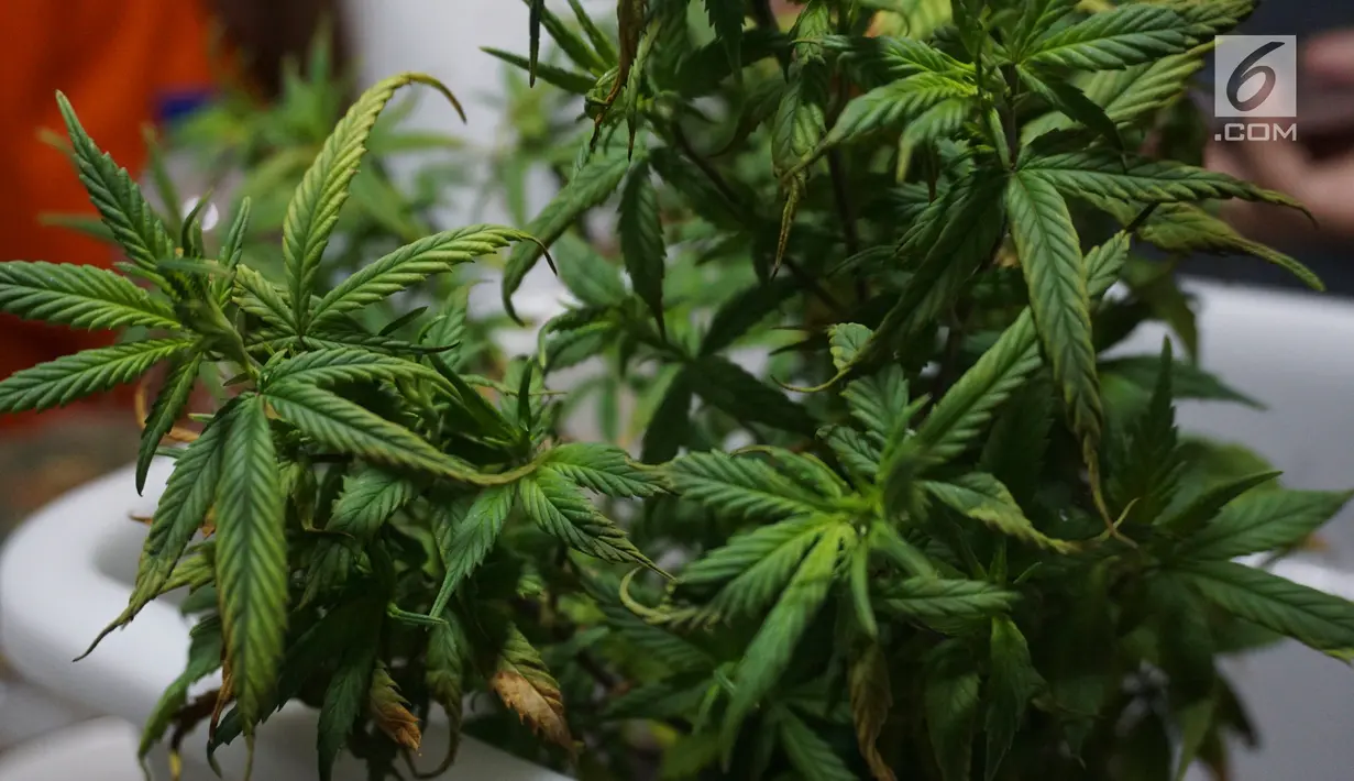 Barang bukti pohon ganja diperlihatkan saat rilis pengungkapan penanaman ganja di salah satu Apartemen di Jakarta, Rabu (6/2). Polisi mengamankan satu orang tersangka WNA asal Amerik Serikat. (Liputan6.com/Herman Zakharia)