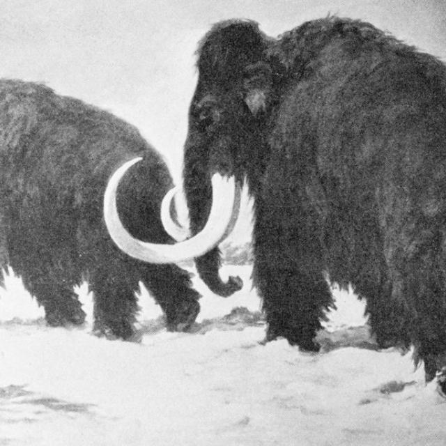 Download 430 Koleksi Gambar Gajah Pada Zaman Dahulu  Gratis HD