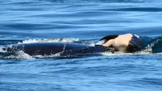 Paus pembunuh dengan julukan J35 membawa bangkai bayinya di sekitar pantai British Columbia, Kanada, Selasa (24/7). J35 membawa bayinya yang mati sesaat setelah dilahirkan. (Michael Weiss/Center for Whale Research via AP)