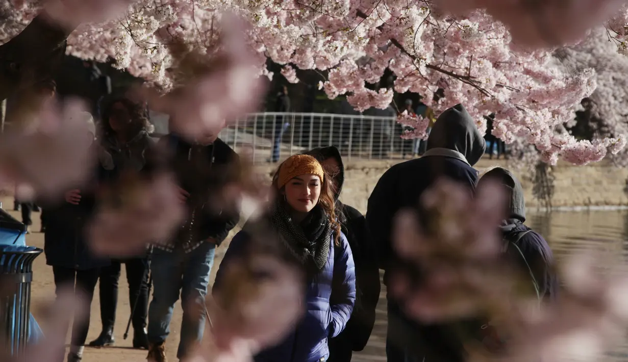 Wisatawan menikmati pemandangan bunga sakura yang bermekaran di sekitar Tidal Basin, Washington, DC, Senin (1/4). Bunga sakura ini merupakan pemberikan Wali Kota Tokyo pada tahun 1912 yang merupakan hadiah sebagai bentuk persahabatan kedua negara. (Photo by MANDEL NGAN / AFP)