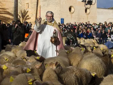 Seorang pendeta memberkati kawanan domba selama upacara tradisional 'Beneides' untuk memberkati hewan yang menandai hari Santo Antonius, santo pelindung hewan, di Muro, di pulau Balearic Spanyol, Selasa (17/1/2023). Pemilik hewan peliharaan berbaris di sekitar Gereja menunggu giliran pastur memercikkan air suci pada hewan mereka. (JAIME REINA / AFP)