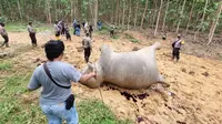 Gajah mati di Kabupaten Bengkalis. (Liputan6.com/Dok BBKSDA Riau)