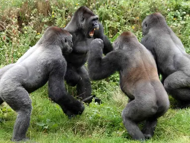Empat gorila berkelahi saat merebutkan tomat untuk sarapan di Kebun Binatang Paignton, Devon (3/10/14). (Dailymail) 