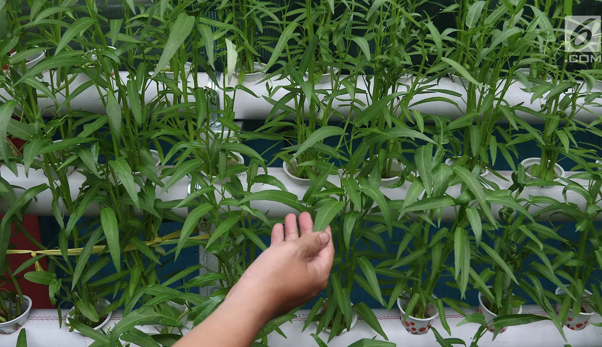 Tanaman kangkung yang berada di Kampung Hidroponik Pengadegan, Jakarta, Kamis (22/2). Hasil dari panen tersebut uangnya masuk dalam uang kas sebagai biaya pembelian nutrisi serta bibit untuk menanam sayuran baru. (Liputan6.com/Immanuel Antonius)