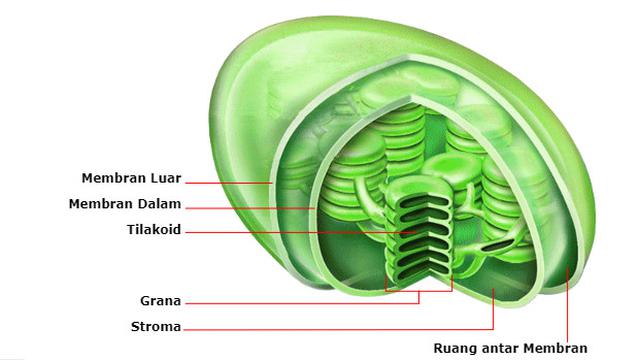 Ilustrasi kloroplas (sumber belajar kemdikbud)