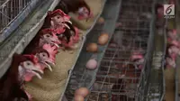 Telur ayam terlihat di sebuah peternakan di kawasan Depok, Jawa Barat, Senin (23/7). Tingginya harga telur ayam di pasaran karena tingginya permintaan saat lebaran lalu yang berimbas belum stabilnya produksi telur. (Liputan6.com/Immanuel Antonius)