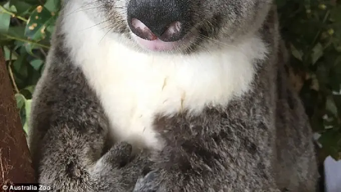 [Bintang] Koala