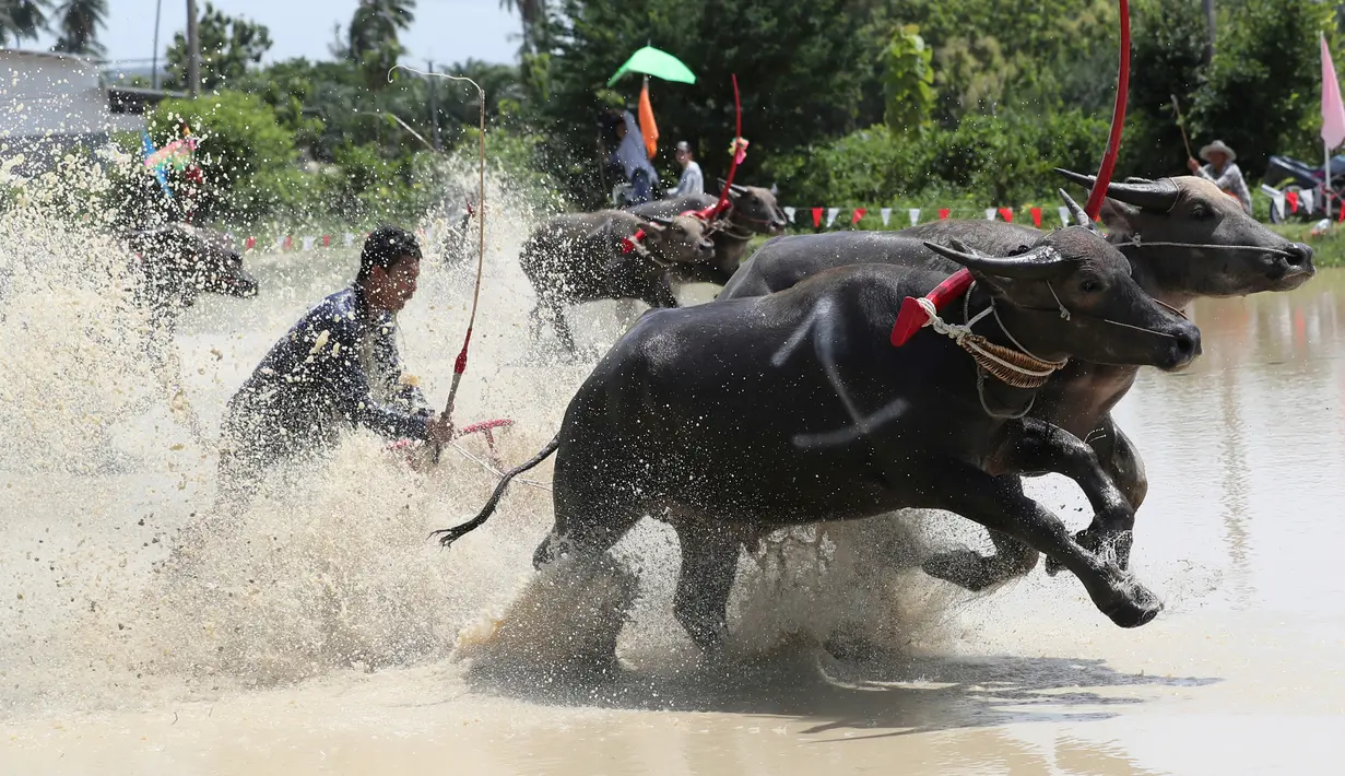 Petani Thailand mengendalikan kerbau mereka saat bersaing di ladang yang banjir dalam Balap Kerbau tahunan di Provinsi Chonburi, Bangkok, 13 Juli 2019. Balap Kerbau ini diadakan sebagai bentuk terima kasih kepada kerbau-kerbau itu yang bekerja untuk para petani sepanjang tahun. (AP/Sakchai Lalit)