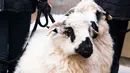 <p>Dua ekor domba diantar oleh pawangnya menuju pemberkatan hewan dari adegan 'Living Nativity' untuk Radio City Christmas Spectacular di New York, Amerika Serikat, Kamis (2/11/2023). (AP Photo/Peter K. Afriyie)</p>