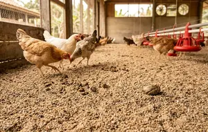 TOP 3 HOT: Bahan Alas Kandang Ayam hingga Desain Rumah dengan Secondary Skin