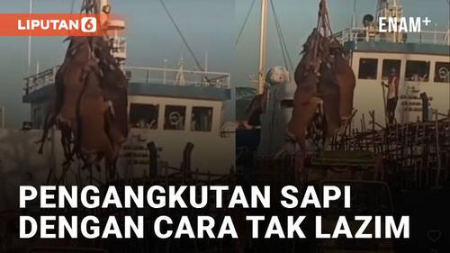 VIDEO: Viral Pengangkutan Sapi di Pelabuhan dengan Cara Tak Lazim, Bikin Miris