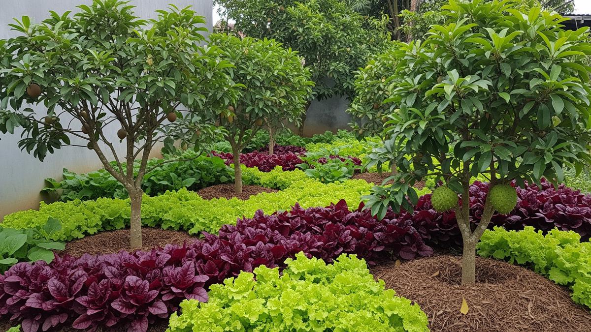 7 Ide Kebun Rumah di Lahan 20 Meter Persegi Dibagi Zona Sayur dan Buah, Bisa Panen Tiap Hari