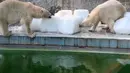 Dua ekor beruang kutub bermain dengan balok es raksasa di Kebun Binatang dan Kebun Raya Budapest, Hungaria, 4 Agustus 2017. Sebelas negara bagian selatan dan tengah Eropa mengeluarkan peringatan cuaca panas yang ekstrim. (ATTILA KISBENEDEK/AFP)