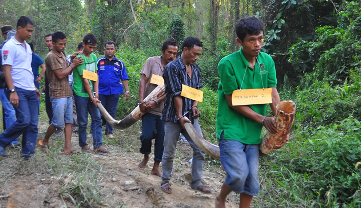 Sejumlah tersangka mengangkat gading saat rekonstruksi kasus pembunuhan gajah Sumatera liar di Kabupaten Bengkalis, Riau, Rabu (11/2/2015).(Antara Foto/wahyudie) 