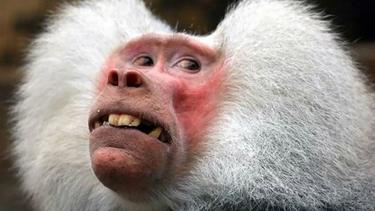 Foto Ekspresi Tak Sengaja Hewan Hewan Ini Justru Bikin Ketawa Fashion Fimela Com