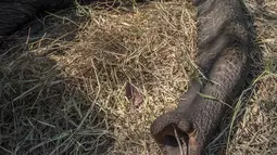 Petugas Taman Afrika membius gajah yang akan dipindahkan di Majete Game Reserve, Malawi selatan (14/7). Pemindahan gajah ini dilakukan untuk meningkatkan populasi hewan tersebut. (AFP Photo/Amos Gumulira)