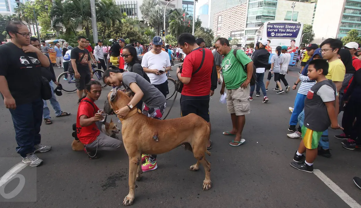 Sejumlah pengunjung mendekati anjing jenis Great Dane disela kegiatan Car Free Day di Jakarta, Minggu (18/12). Anjing tersebut menarik perhatian pengunjung karena ukurannya yang lebih besar dibanding anjing pada umumnya. (Liputan6.com/Immanuel Antonius)
