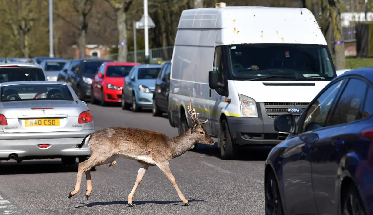 Seekor rusa jenis fallow (Dama dama) melintasi jalan saat Inggris memberlakukan lockdwon di Harold Hill, London, 4 April 2020. Kawanan rusa yang diyakini berasal dari Taman Dagnam itu kini berada di dekat area perumahan yang sepi karena warga membatasi aktivitas di luar rumah. (Ben STANSALL/AFP)