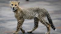 Bayi cheetah bernama Kris berjalan di Kebun Binatang Cincinnati, Ohio, Amerika Serikat, Rabu (9/10/2019). Kebun Binatang Cincinnati menghadirkan anak anjing untuk menemani Kris karena anak cheetah tunggal biasanya tidak bertahan hidup. (AP Photo/John Minchillo)