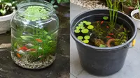 Kolam Mini Galon vs Ember, Mana yang Lebih Cocok untuk Memelihara Ikan Hias? Ini Perbandingannya