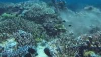 Pelaku Wisata Perusak Terumbu Karang di Labuan Bajo Hanya Dikenakan Sanksi Administratif