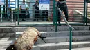 Domba-domba yang mati oleh serangan beruang diletakkan di sub-prefektur Bayonne, Prancis, Senin (2/9/2019). Petani memprotes meningkatnya serangan beruang terhadap kawanan domba di pegunungan Pyrenees. (AP Photo Bob Edme)