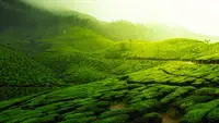 ilustrasi kebun teh  (sumber: Pixabay)