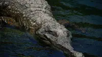 Ilustrasi aligator (pexels)