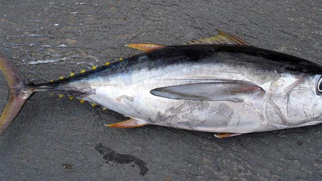 Ikan Tuna