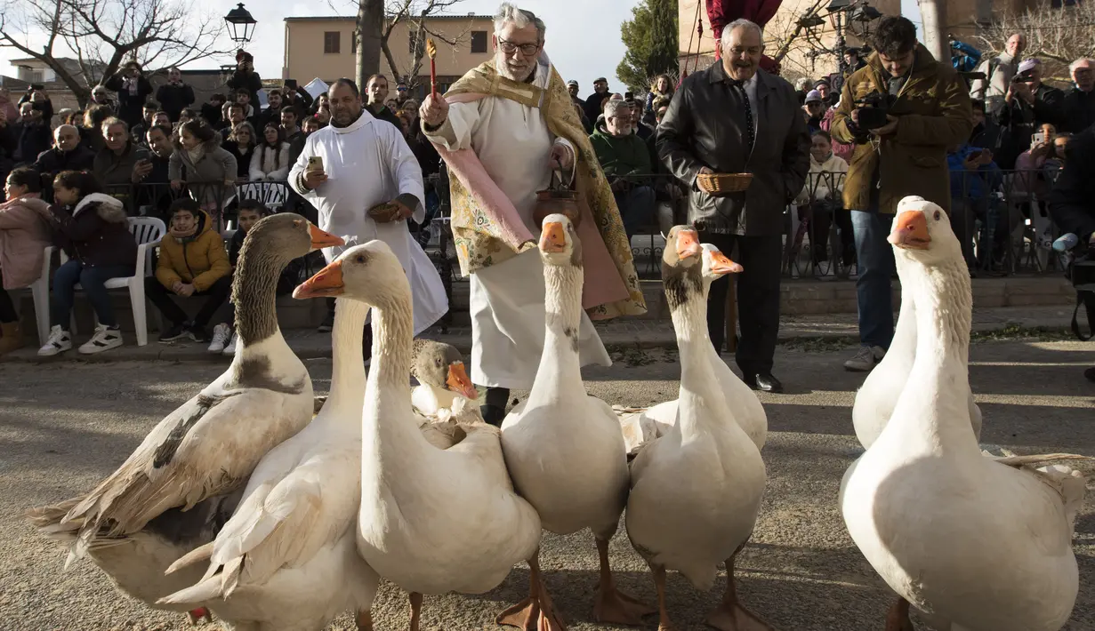 Seorang pendeta memberkati kawanan angsa selama upacara tradisional 'Beneides' untuk memberkati hewan yang menandai hari Santo Antonius, santo pelindung hewan, di Muro, di pulau Balearic Spanyol, Selasa (17/1/2023). Pemilik hewan peliharaan berbaris di sekitar Gereja menunggu giliran pastur memercikkan air suci pada hewan mereka. (JAIME REINA / AFP)