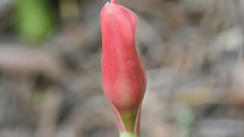 Bunga kecombrang kaya antioksidan. (Foto: Wikimedia Commons)