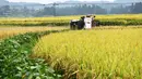 Seorang petani memanen padi di sebuah sawah yang ada di Desa Shanghua di Kota Gaoniang, Wilayah Tianzhu, Prefektur Otonom Etnis Miao dan Dong Qiandongnan, Provinsi Guizhou, China barat daya (2/9/2020). (Xinhua/Yang Wenbin)