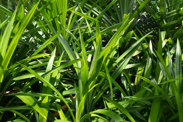 1. Letakkan Daun Pandan Segar di Area Rawan Lalat