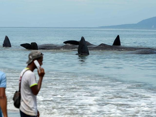 Mengenal Seluk Beluk Muntahan Paus Emas Yang Mengambang Di Laut Regional Liputan6 Com