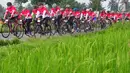 Sejumlah peserta memacu sepedanya melintas di sebelah area persawahan saat mengikuti BTN Tour de Borobudur XVII di Jawa Tengah (12/11). Tema acara ini 'Membelah Keindahan Alam Jawa Tengah'. (Liputan6.com/Gholib)