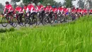Sejumlah peserta memacu sepedanya melintas di sebelah area persawahan saat mengikuti BTN Tour de Borobudur XVII di Jawa Tengah (12/11). Tema acara ini 'Membelah Keindahan Alam Jawa Tengah'. (Liputan6.com/Gholib)