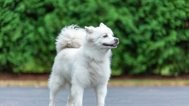 American Eskimo Dog
