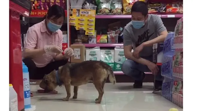 Anjing Ini Tak Tahu Pemiliknya Meninggal, Tiga Bulan Setia Menunggu di Rumah Sakit