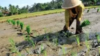 Apa Dampak Positif dan Negatif Kemarau Basah bagi Petani? Ini Kata Pakar UGM