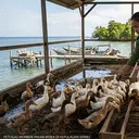Inovasi Kandang Bebek, Ubah Sampah Organik jadi Pakan Ternak di Kepulauan Seribu